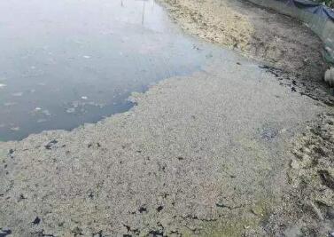 ���Ȳ���������ˮ��������Щ������